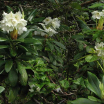 Rhododendron caucasicum