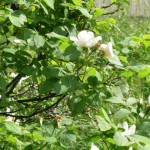 Rosa canina