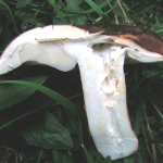 Russula foetens