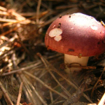 Russula vesca