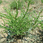 Salicornia europica 