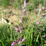 Salvia garedji 