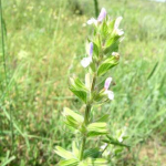 Salvia sclarea 