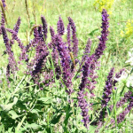 Salvia verticillata 