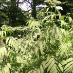 Sambucus ebulus 