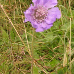 Scabiosa caucasica