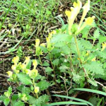 Scutellaria orientalis 