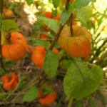 Physalis alkekengi 