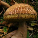 Leccinum sp.