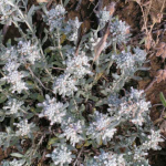 Teucrium polium