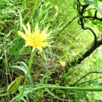 Tragopogon graminifolius