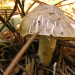 Tricholoma portentosum