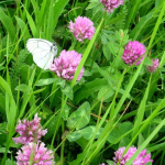 Trifolium pratense