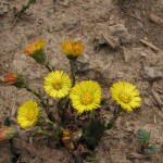 Tussilago farfara