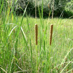 Typha angustifolia 