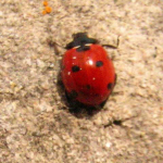 Coccinella septempunctata 