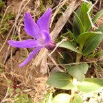 Vinca herbaceae