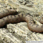 Vipera transcaucasiana