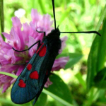 Zygaena lonicerae