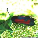 Zygaena purpuralis