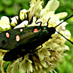 Zygaena sp.