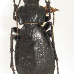 Carabus ibericus