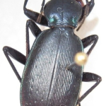 Carabus osseticus