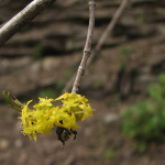 Cornus mas