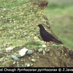 Pyrrhocorax pyrrhocorax 