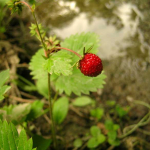 Fragaria viridis